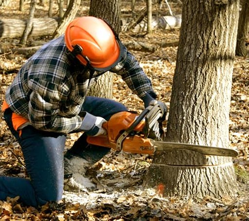 Tree Removal in Spring Branch, TX